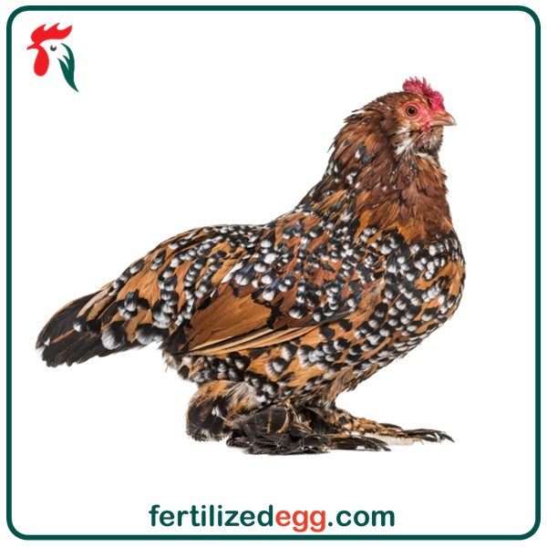 تخم نطفه دار مرغ براکل بلژیکی 